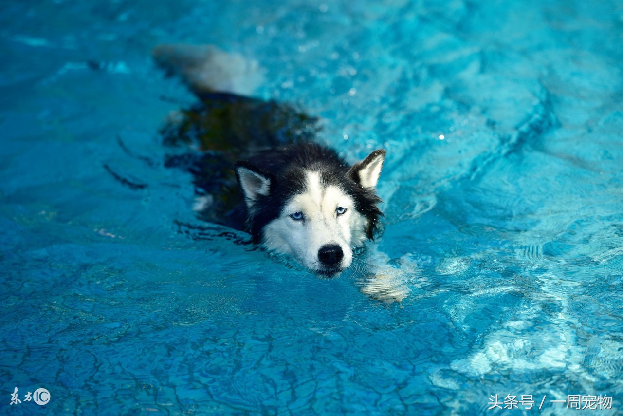 哈士奇的性格特点,哈士奇几岁性格稳定