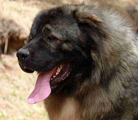 高加索犬的挑选方法,高加索犬怎么选择