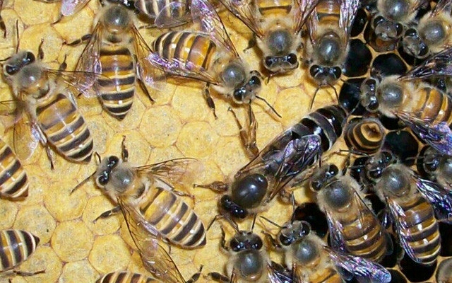 蜜蜂蜇人后为什么蜜蜂会死,蜜蜂蜇人后蜜蜂为什么会死