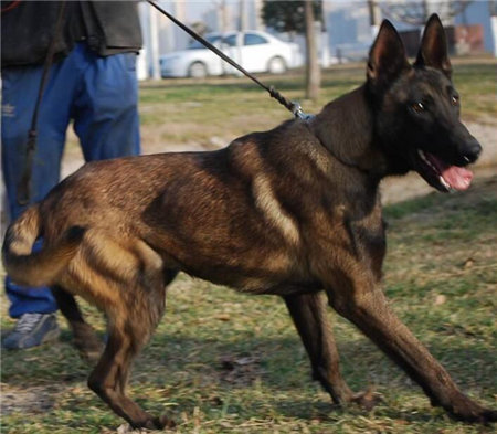 马犬喂养正确方法,马犬怎么喂养