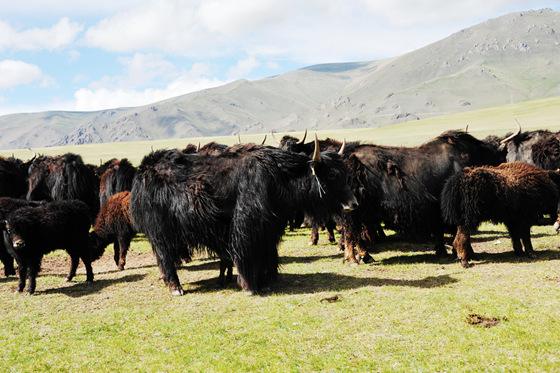 牦牛肉和黄牛肉有什么区别,牦牛肉和黄牛肉吃起来有什么区别