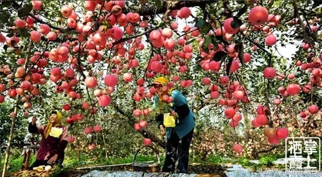 烟台市栖霞市苹果基地,烟台栖霞苹果园