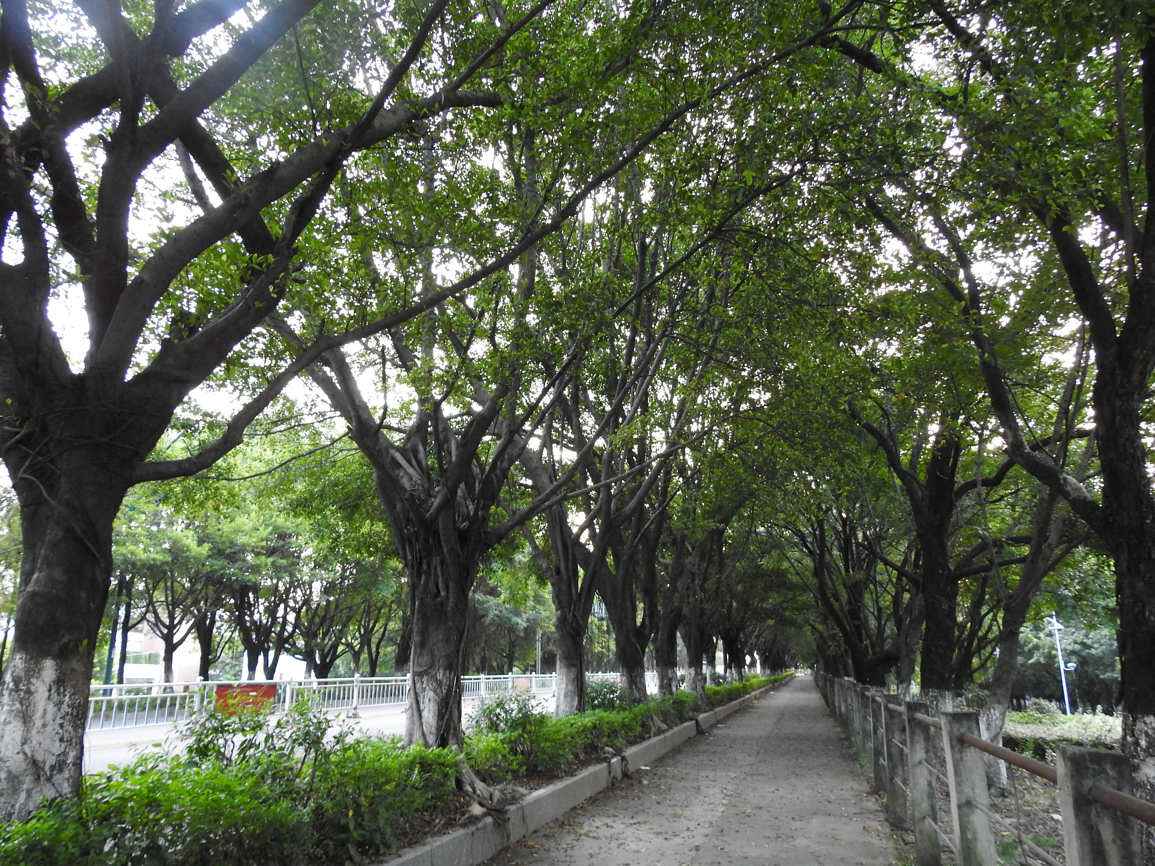 塘厦有哪些风景,塘厦凌晨哪里好玩