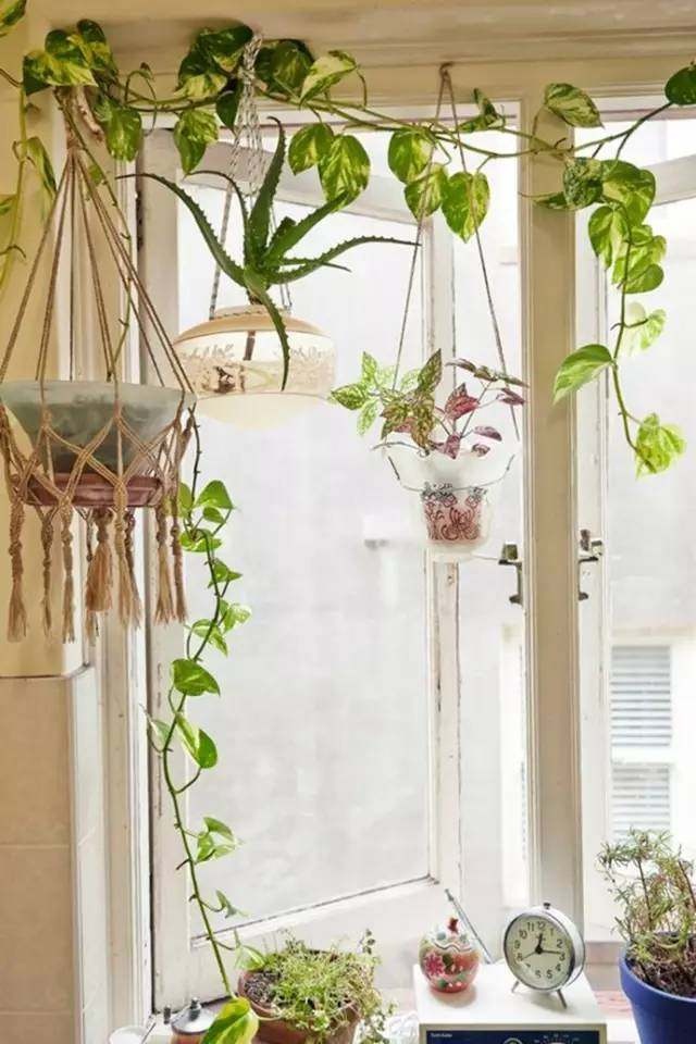 水培懒人绿萝怎么养才能更旺盛,水培花草绿萝怎么养小技巧科普