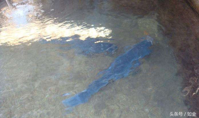 今日草鱼苗种价格行情,草鱼养殖成本多少钱一斤