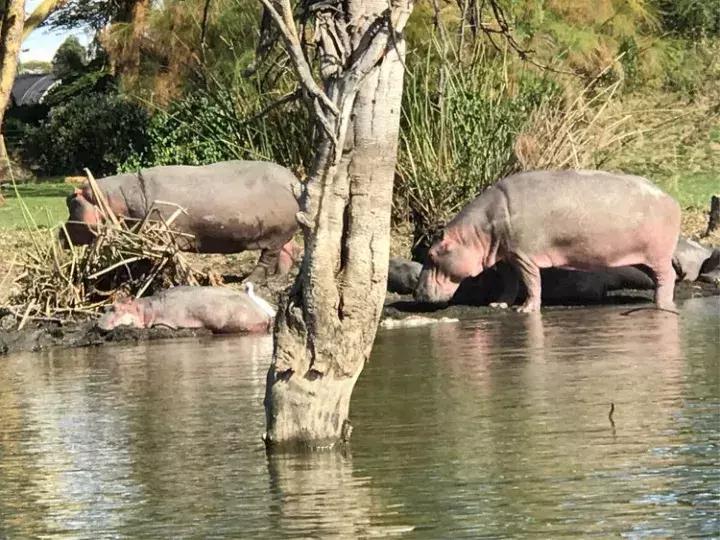 曾哥美国视频,曾哥美国