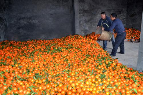 柑橘种植前有哪些注意事项,柑橘种植前要注意什么