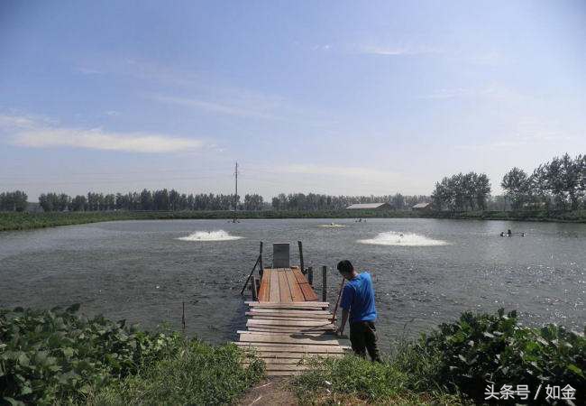 今日草鱼苗种价格行情,草鱼养殖成本多少钱一斤