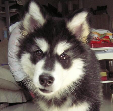 如何选阿拉斯加犬幼崽,阿拉斯加犬幼崽怎么喂食