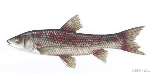 今日草鱼苗种价格行情,草鱼养殖成本多少钱一斤