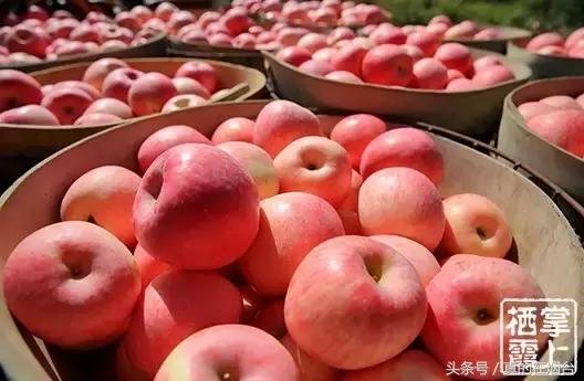 烟台市栖霞市苹果基地,烟台栖霞苹果园