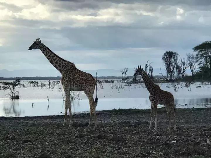 曾哥美国视频,曾哥美国