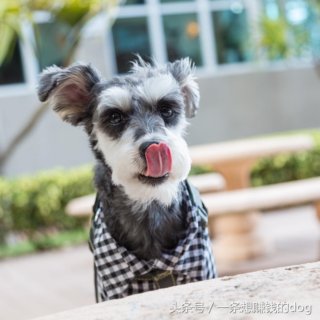 狗狗种类这么多你养的是哪种狗狗,狗狗的种类都有哪些