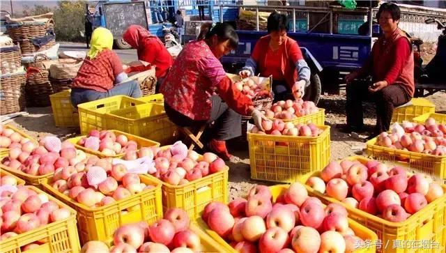 烟台市栖霞市苹果基地,烟台栖霞苹果园