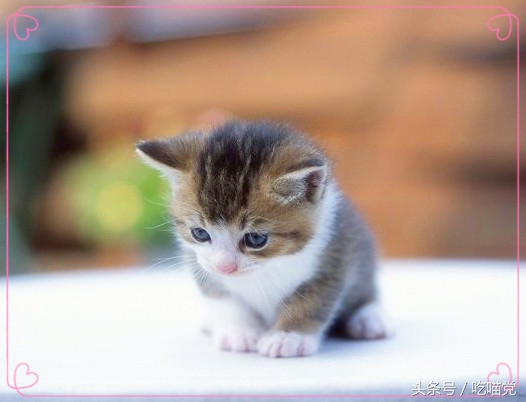 如何区分小猫身上是蜱虫还是跳蚤,如何区分小猫包子脸