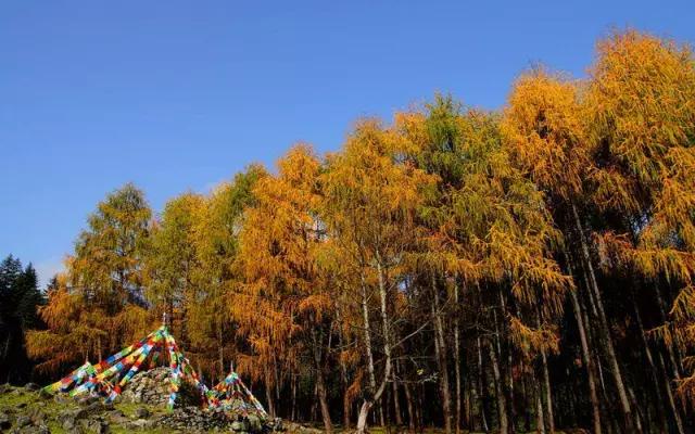 四川看红叶最佳地方自驾游,四川彩林红叶最佳观赏地点