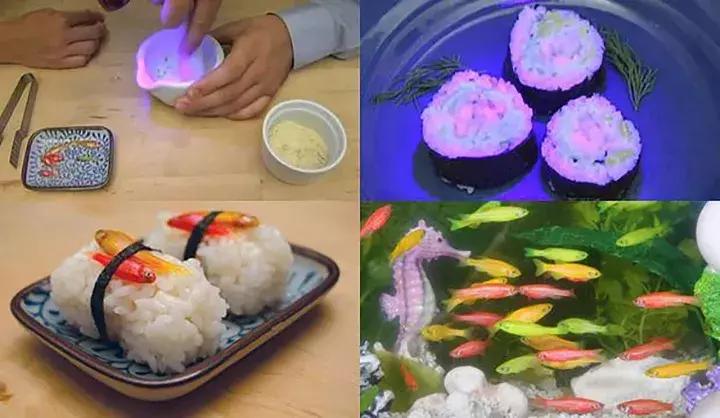 蓝鳍金枪鱼辨别真假,蓝鳍金枪鱼大腹如何辨认真假