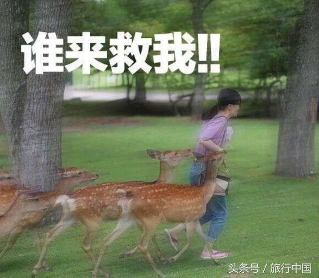 萌萌的日本奈良鹿,奈良鹿长什么样