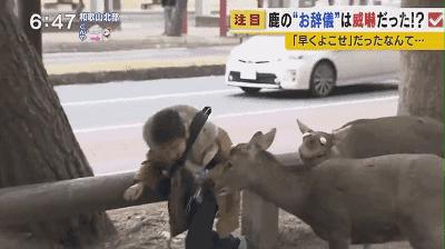 萌萌的日本奈良鹿,奈良鹿长什么样