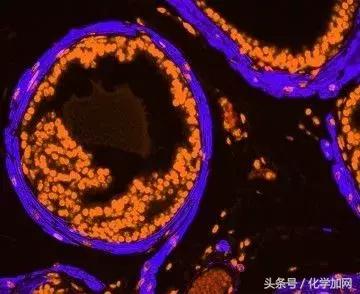 nature杂志封面2023图文,nature杂志渐变色