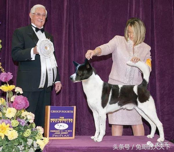 大型迦南犬,你不认识的宠物