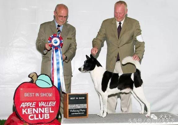 大型迦南犬,你不认识的宠物