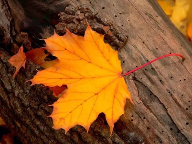 朱自清匆匆背诵技巧,朱自清匆匆朗诵