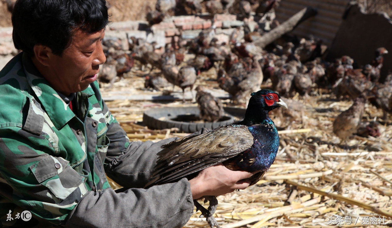野鸡成本高吗,野鸡带来的效益