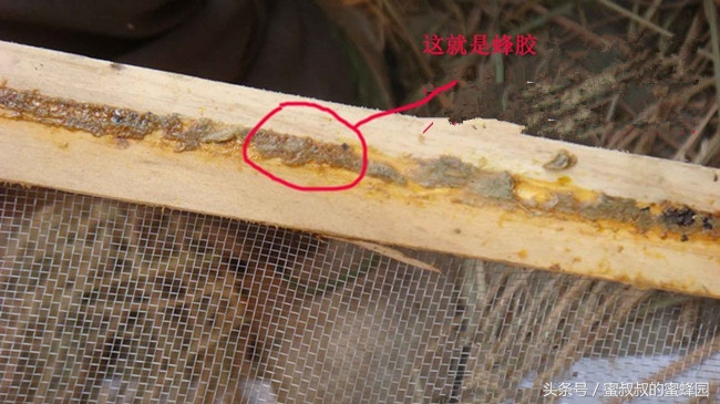 蜂农采集的蜂胶能直接食用吗,蜂胶是蜜蜂怎么采集的