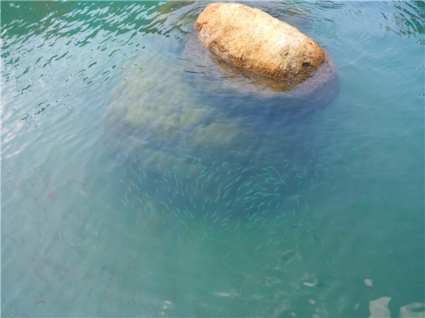涛岛南园岛浮潜快艇一日游,苏梅涛岛浮潜