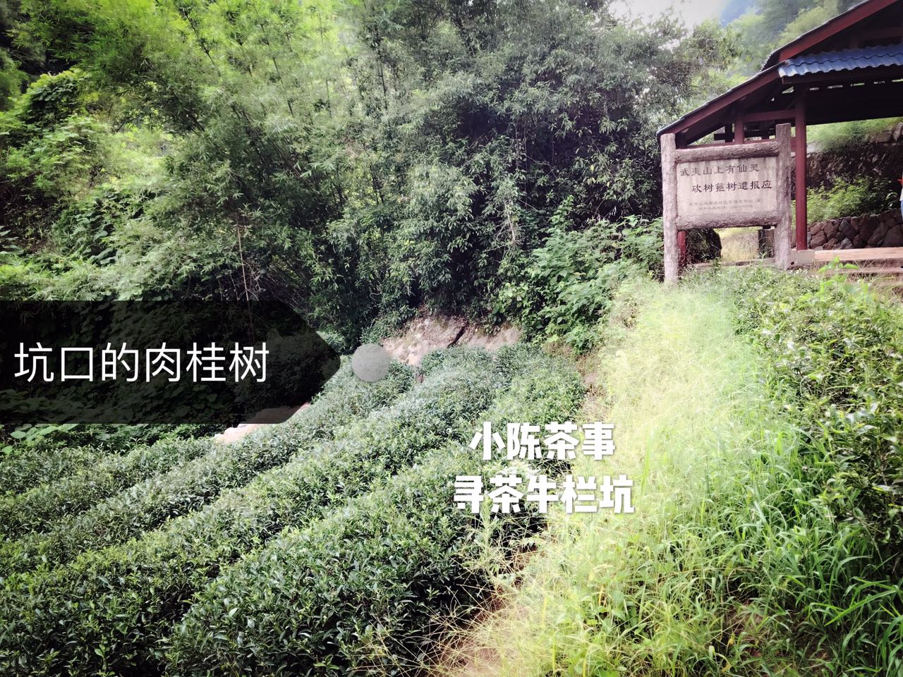 如何判断岩茶的好坏,怎么看岩茶是否焙透