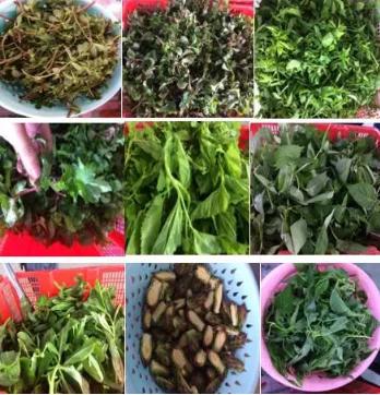 秋季正是采药季，20余种草药各有大作用！