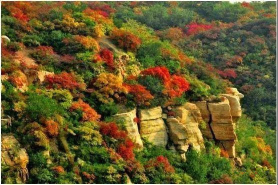 登龙山红叶图片大全,登高山顶赏风景