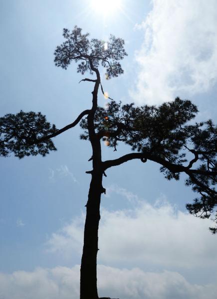 雾蒙蒙的黄山,黄山的云雾如同置身仙境