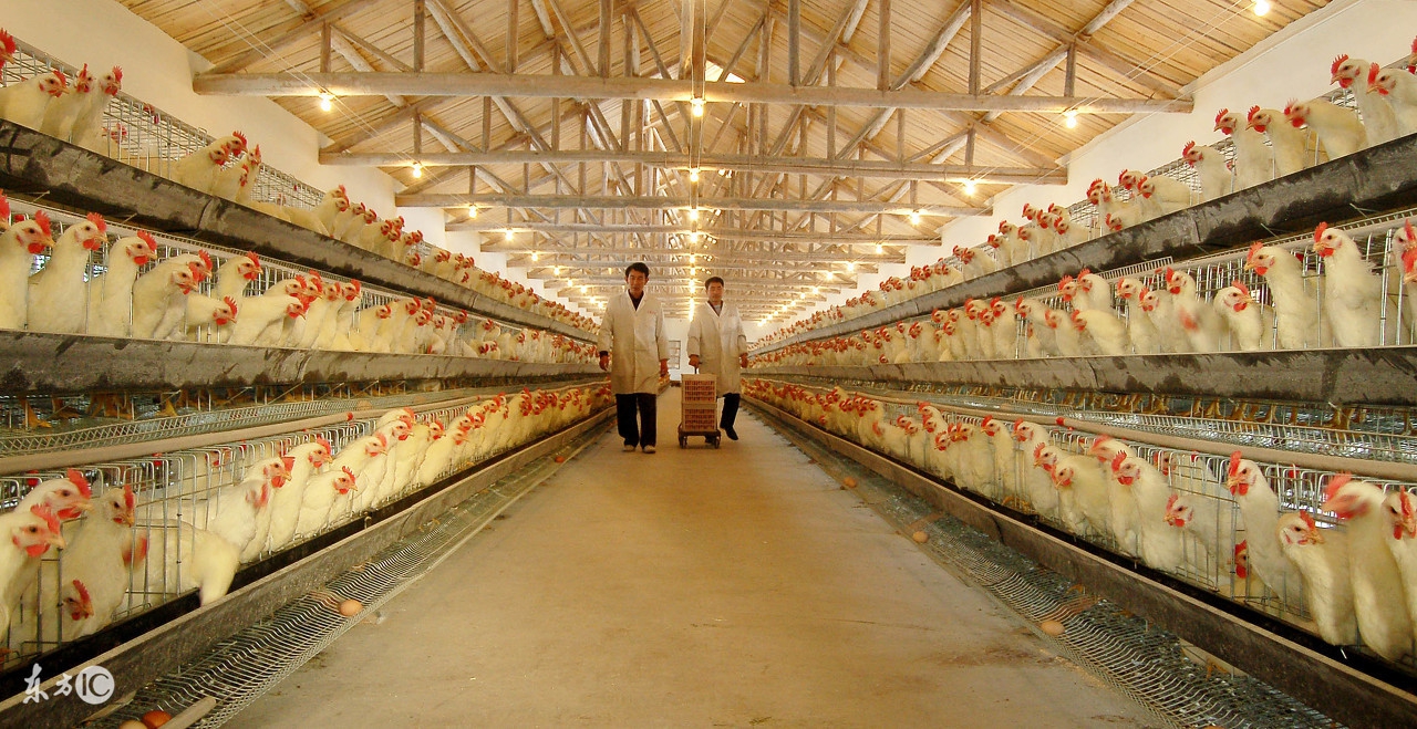 小鸡感冒自己会好吗,小鸡洗澡以后会不会站不稳