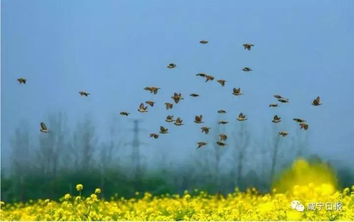 咸宁崇阳十大景点,湖北咸宁崇阳有什么风景