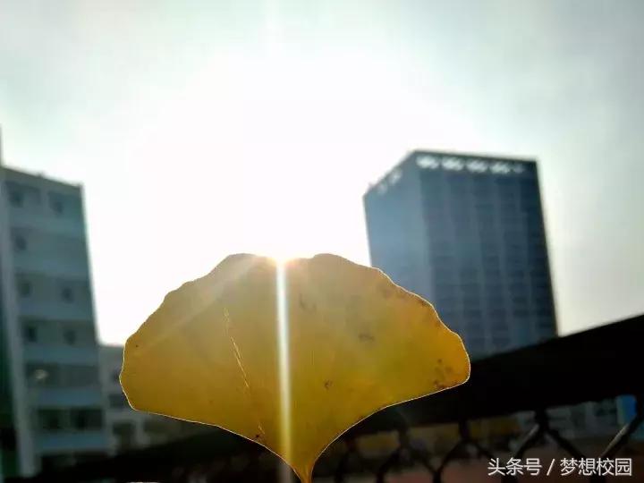 甘肃农业大学宣传片完整版,甘肃农业大学校园风景视频