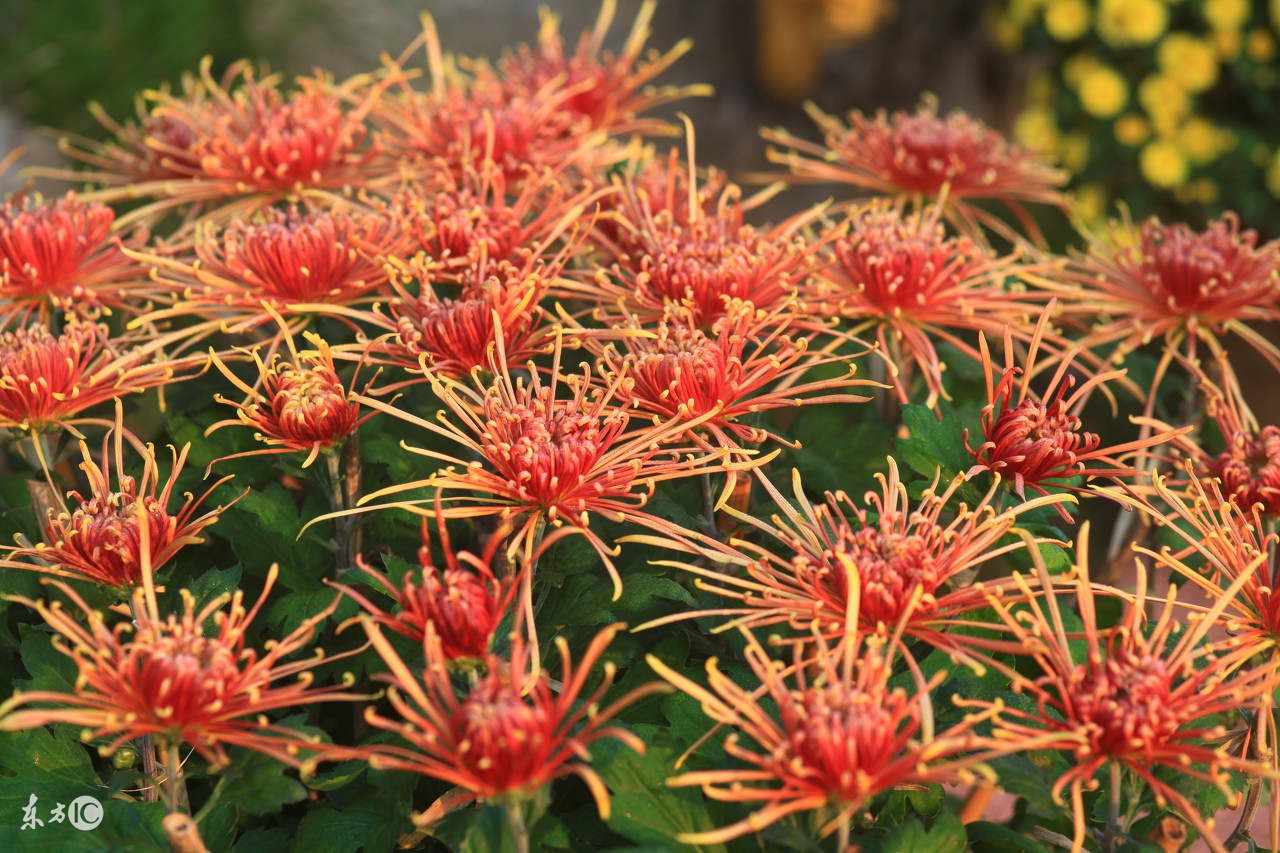 菊花唯美诗句图,关于菊花的诗句图片
