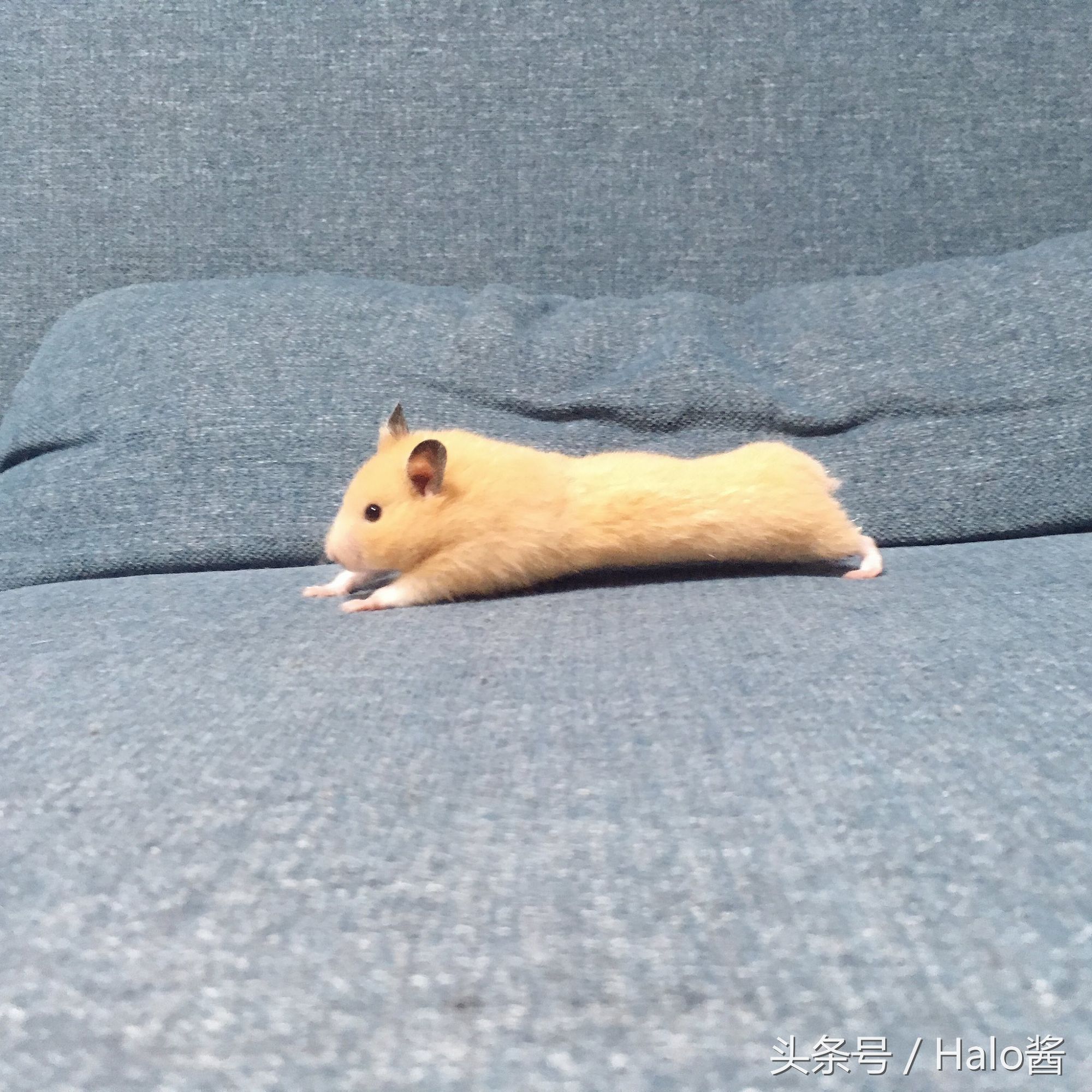 长大的金丝熊有多可爱都萌化了,金丝熊超可爱