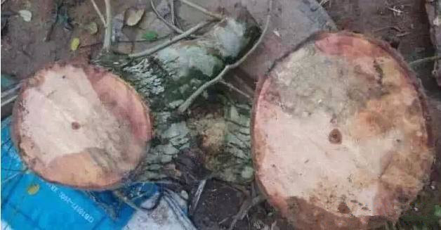 黄花梨怎么鉴定真假图解,海南黄花梨的鉴定方法和真假对比