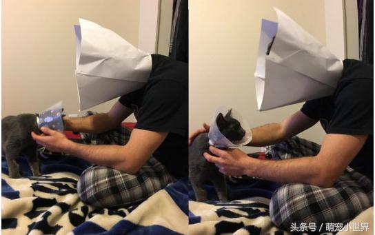 结扎后好忧伤，忧郁帅爸跟着戴头套，陪它度过猫生低潮
