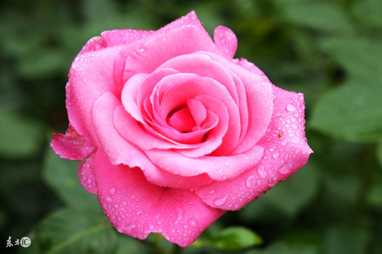 一座极具历史地位的城市,一座传奇的城市深圳