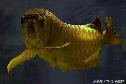 鱼缸里龙鱼的寿命不长，原因在这里！