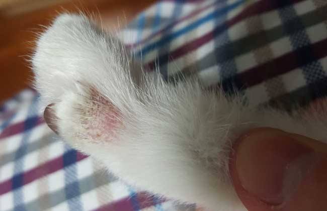 人得了猫癣如何预防猫癣扩散,猫癣在治疗的过程中传染吗