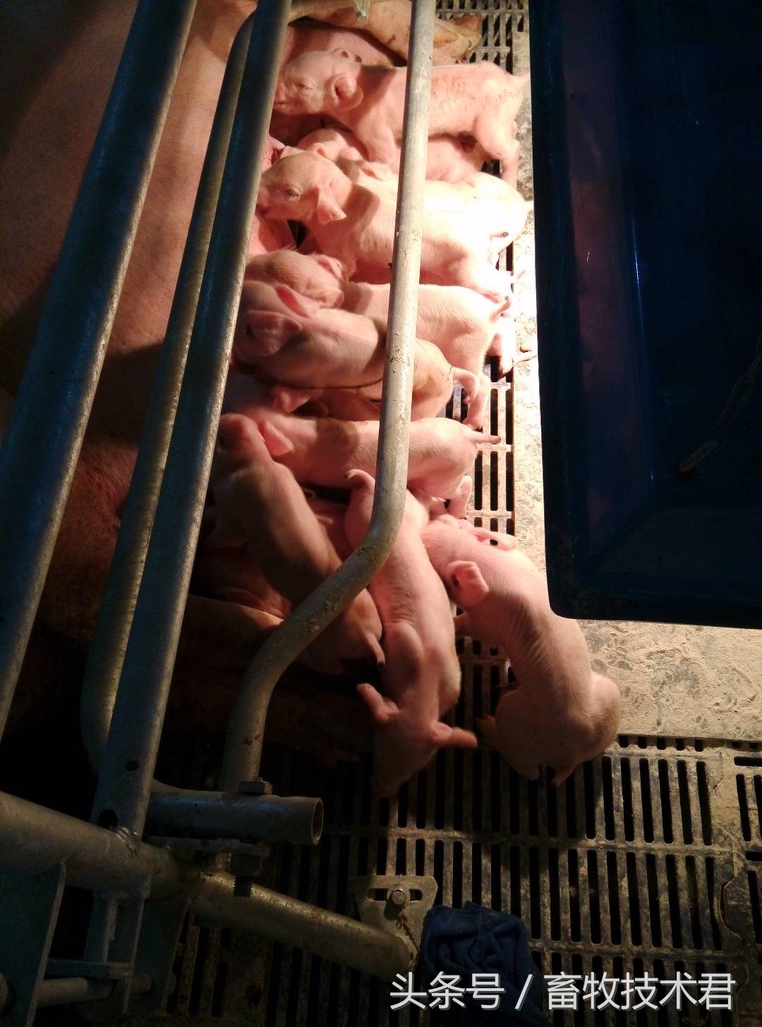 看猪粪识猪病,怎么判断猪病好坏