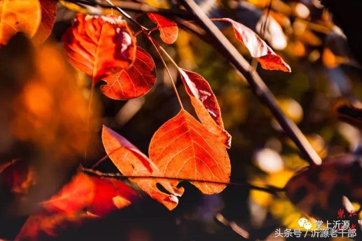 大美沂源,大美沂源历山