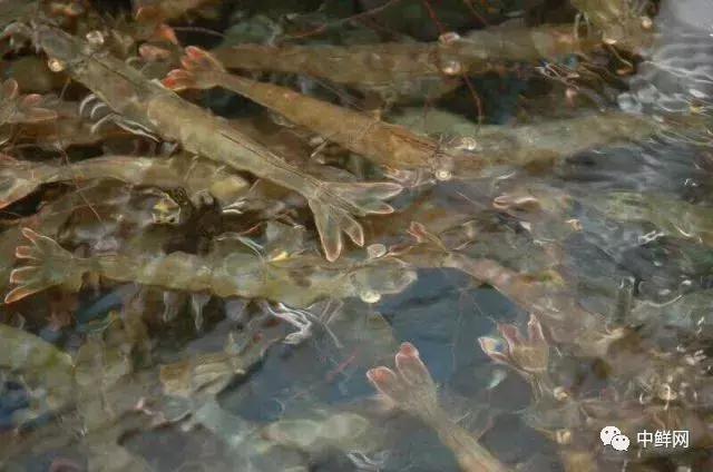 泉州超市水产招商,新鲜海鲜水产超市