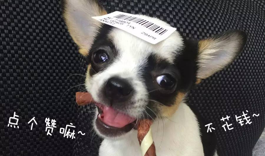 遇到狗狗攻击怎么办,遇到狗攻击人怎么自救卡通