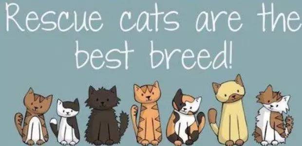 传说中的发情期到了！让猫咪释放欲望还是绝育？