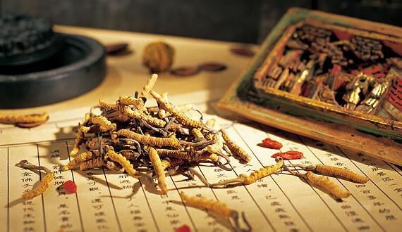 极草停产了吗,极草价格表